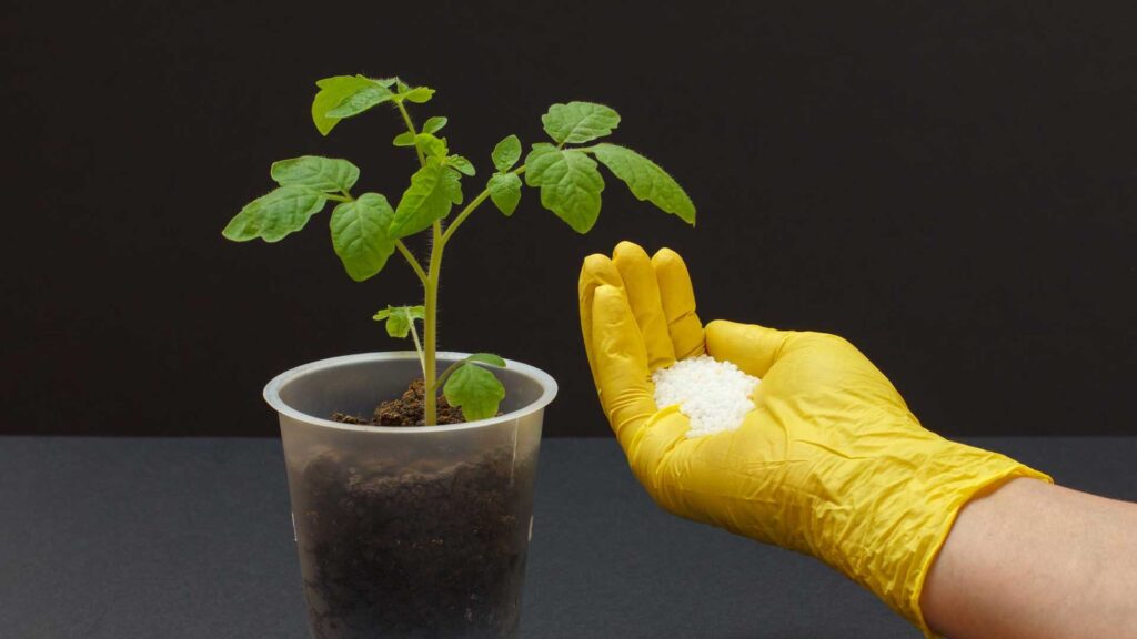 Fertilizing your lemon tree plant is brilliant ways to grow lemon trees in pots.