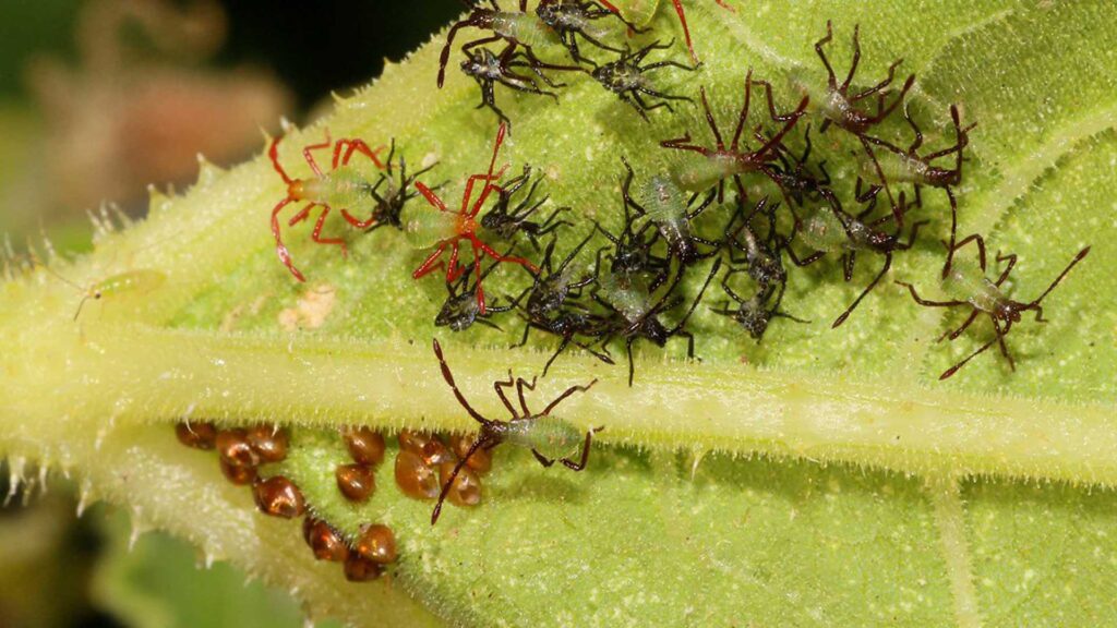Cycle to know for ways to get rid of squash bugs naturally.